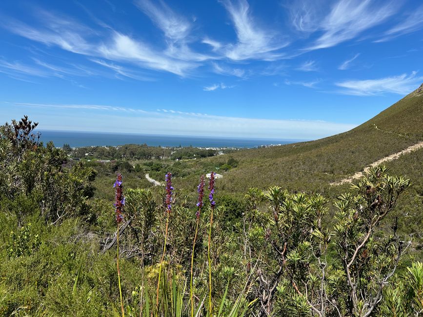 Hermanus ♥️