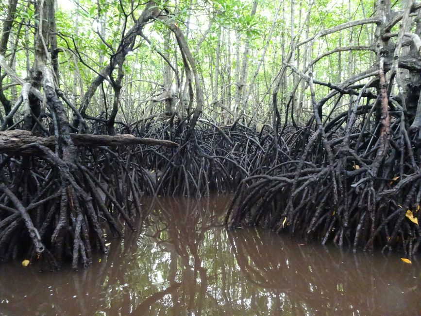 Nusa Lembongan: Mangroven 