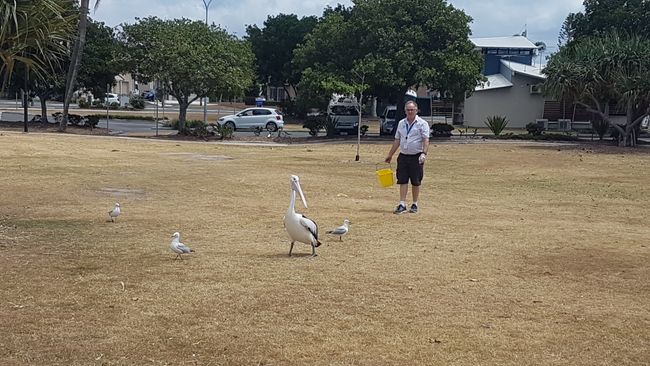 Unfortunately, only one pelican came and it didn't even stay for a minute. Somewhat disappointing. So we went to Brisbane. Jana and Josh went to the doctor because of his toes.