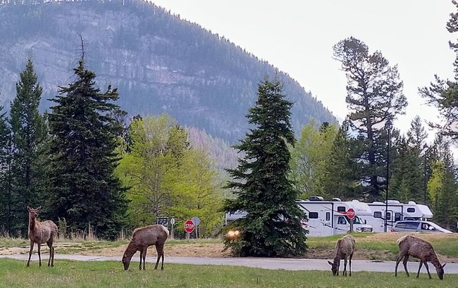 Campground with Elks