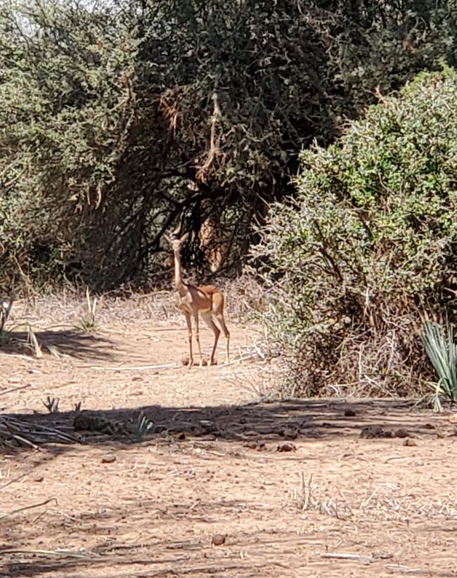 Giraffenantilope 