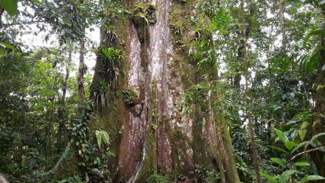 "El arbol de la paz" - Dieser Baum ist etwas Besonderes.  Er ist acht Meter breit, 32 Meter hoch und 132 Jahre alt.  