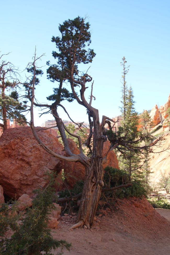 Mankany amin'ny lalina - Navajo-Loop-Trail im Bryce Canyon