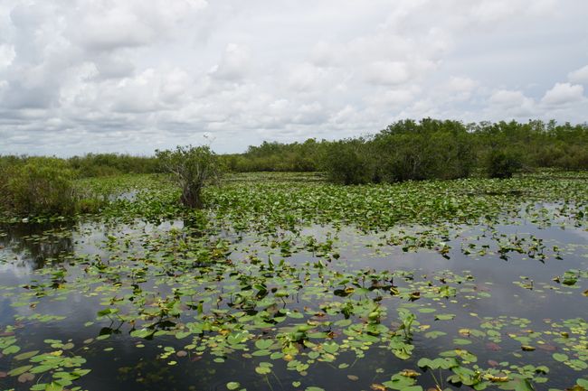 Ein Ausflug in die Everglades