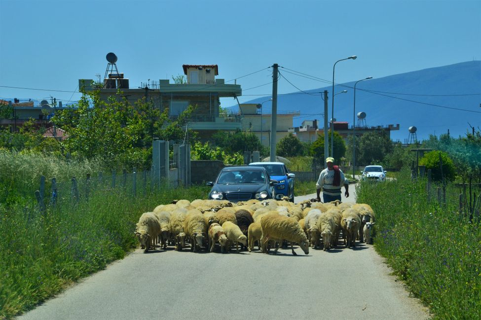 Auf der Straße sind die Schafe natürlich auch anzutreffen.