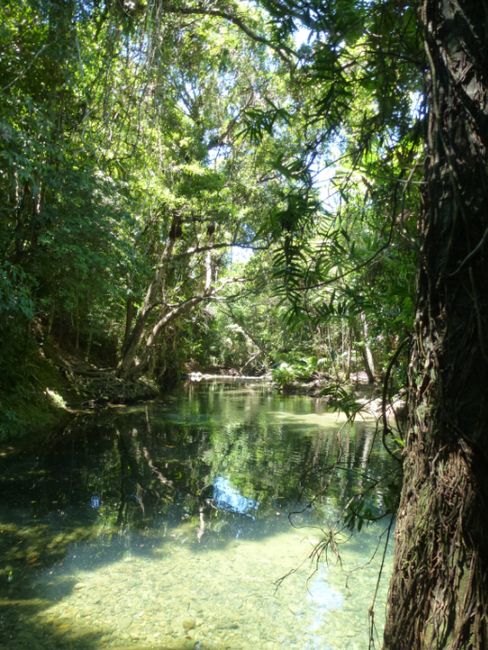 Masons Swimming Hole - Swimming in crystal-clear water, surrounded by small fish and dragonflies
