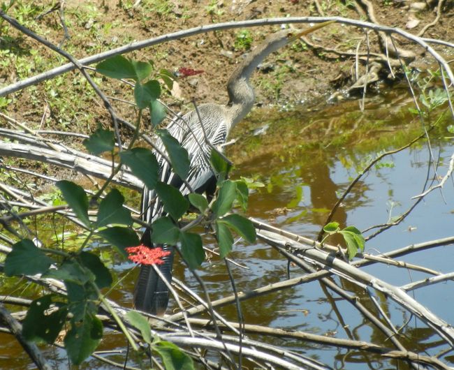 Pantanal snake bird/Schlangenhalsvogel