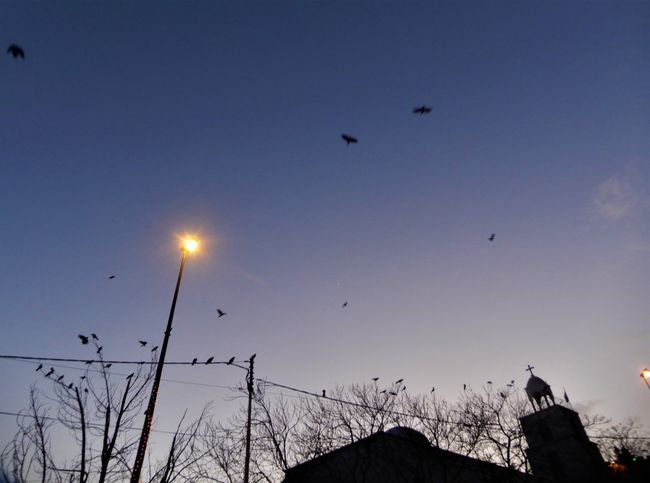 Al sonido de la oración de la tarde, los cuervos crean una atmósfera apocalíptica