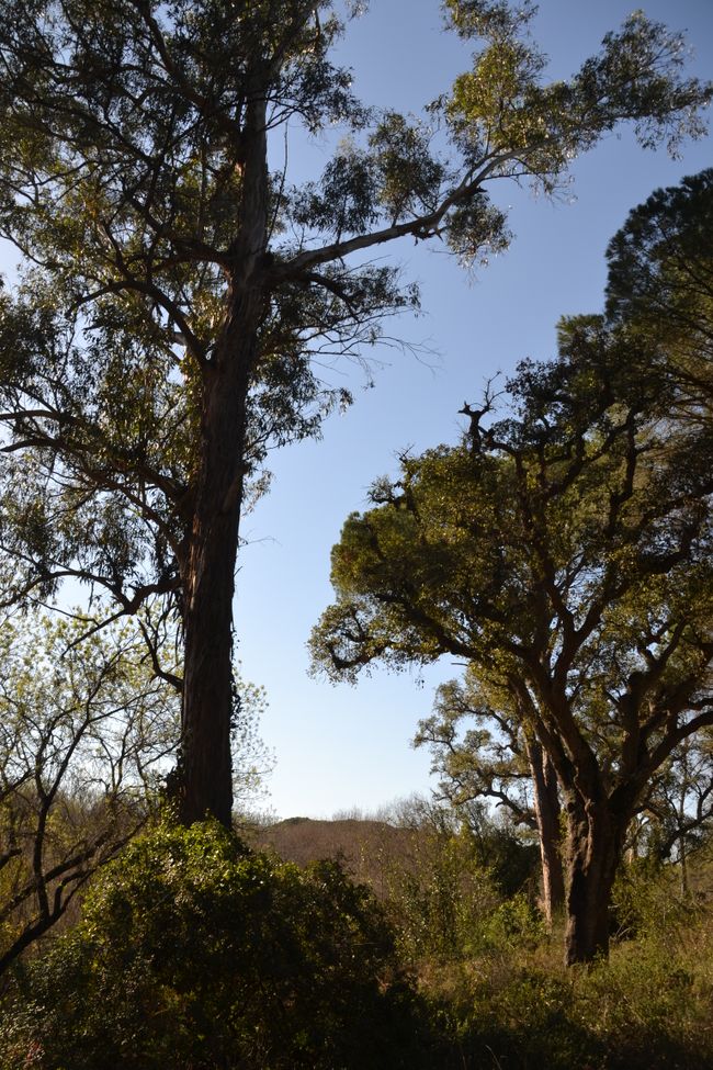 Eukalyptus- und Pinienbäume verbeiten einen Geruch wie in Australien und gehören nicht zur ursprünglichen Fauna der Region