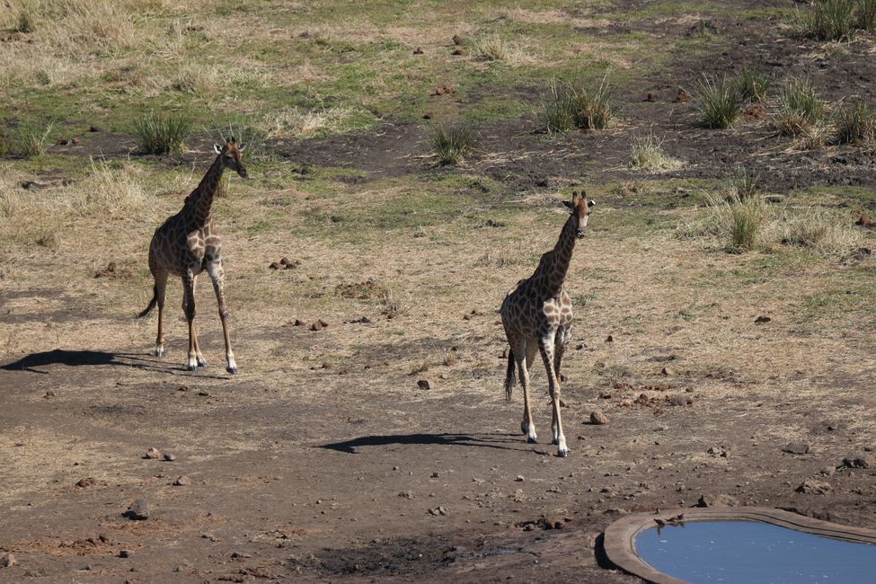 Jour 15 : Du parc Kruger à Marloth Park