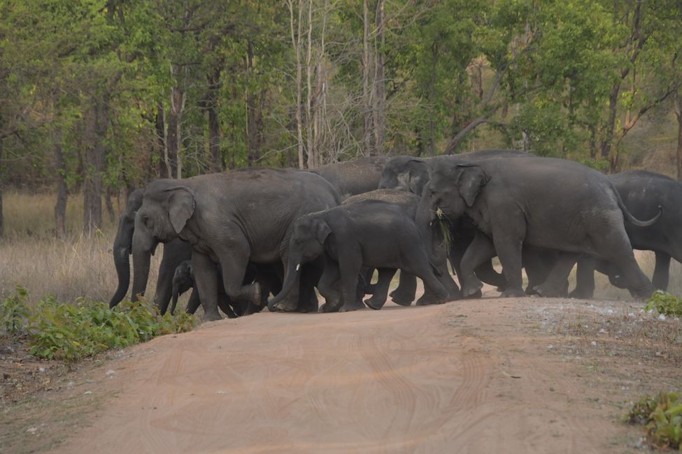 India - Madhya Pradesh - Bandhavgarh NP - Indian Elephants