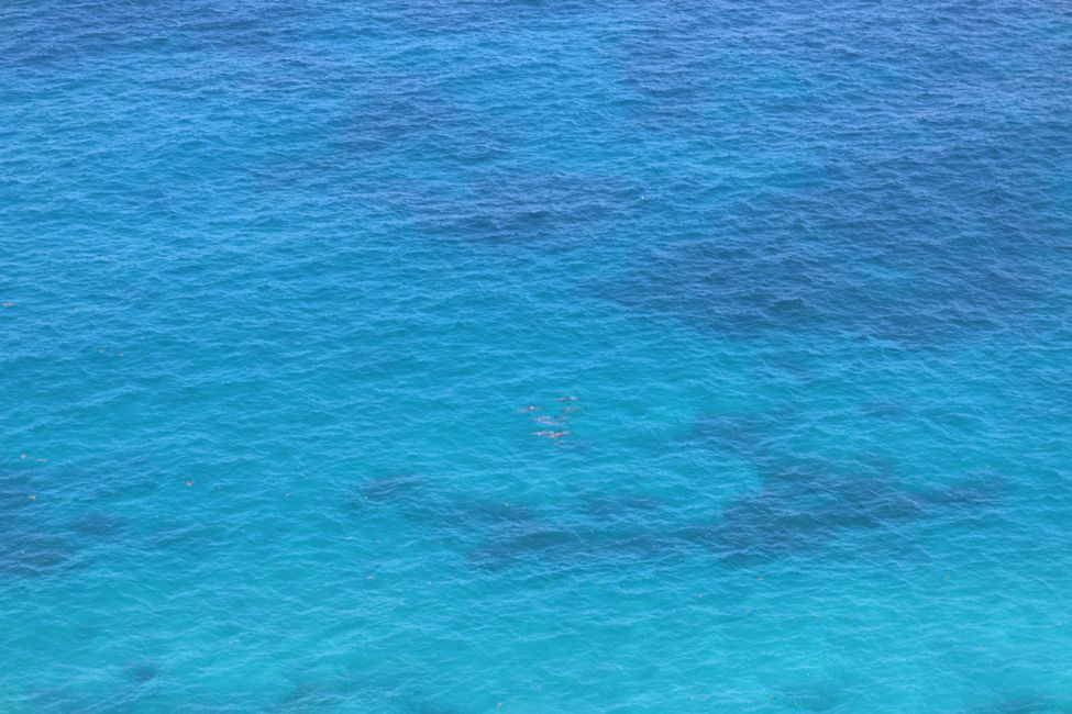 Dolphins from Grandstand Gorge Lookout