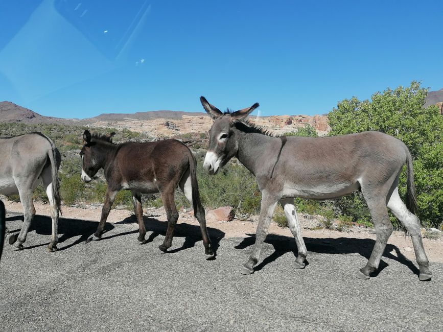 Donkeys at the speed limit
