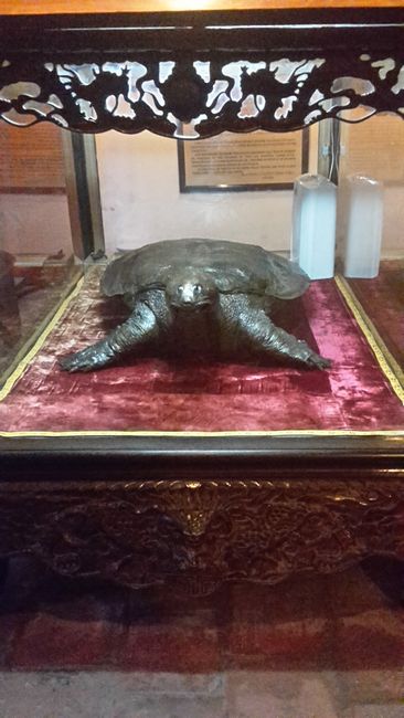 Holy turtle in Ngoc Son temple
