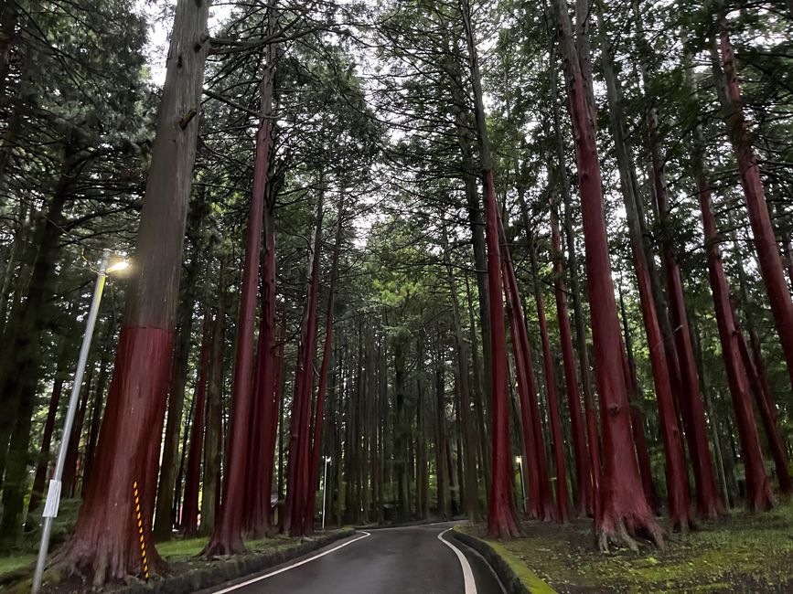 Red Japanese cedar