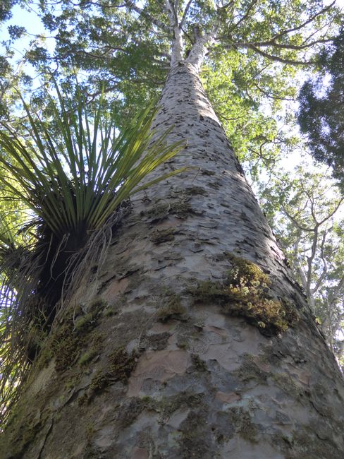 Im Kauri Wald (Neuseeland Teil 13)