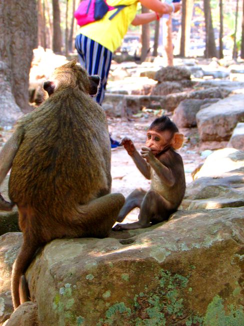 The Temples of Angkor