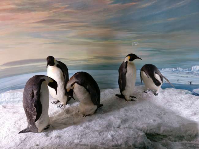 Penguins a wɔfrɛ wɔn penguins
