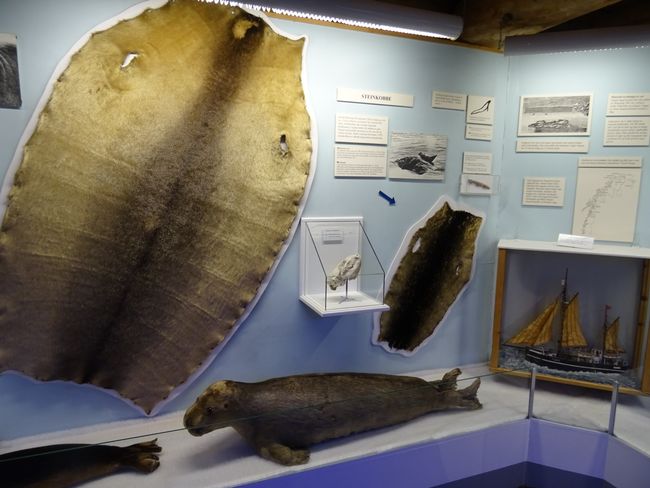 Ausstellung über die verschiedenen Robbenarten