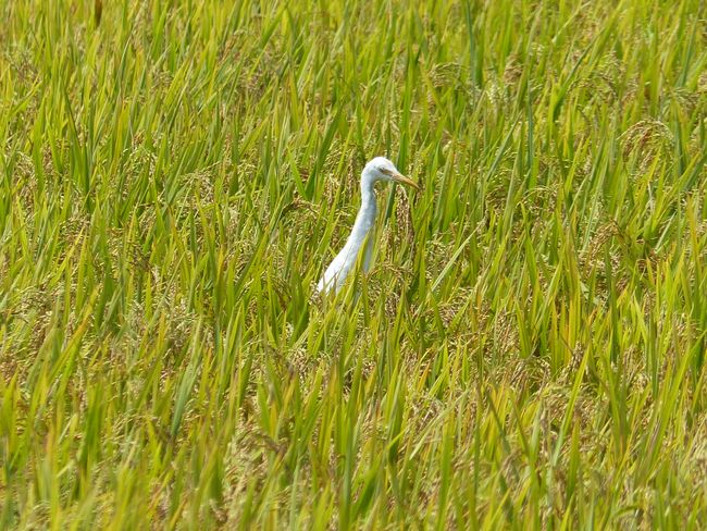 Heron in the rice
