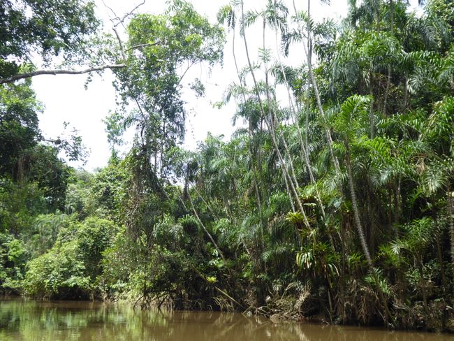 Cuyabeno - The Amazon far from civilization