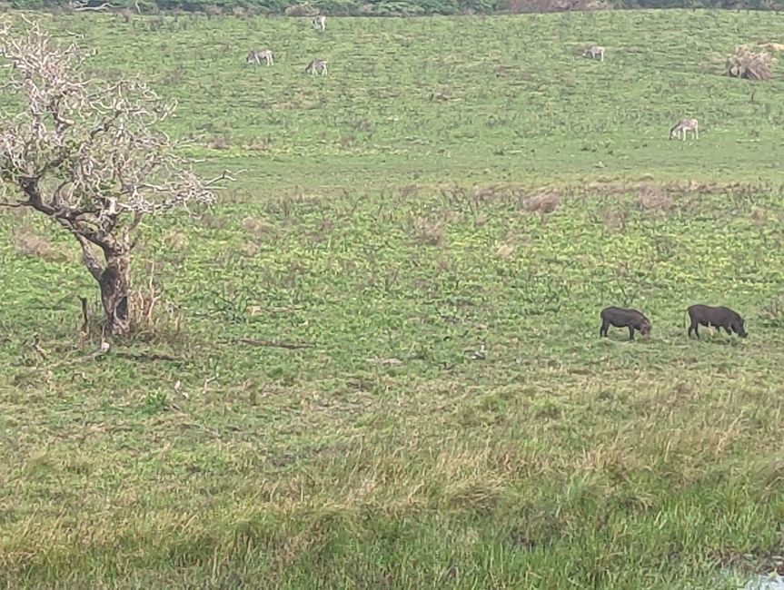 Parc marin d'iSimangaliso