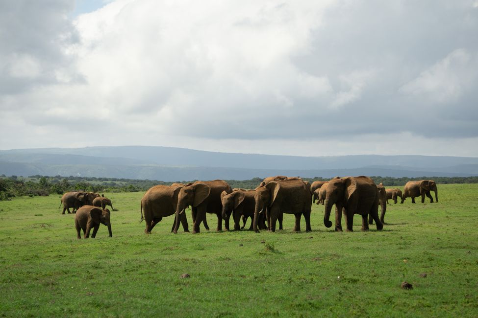 Great elephant migration