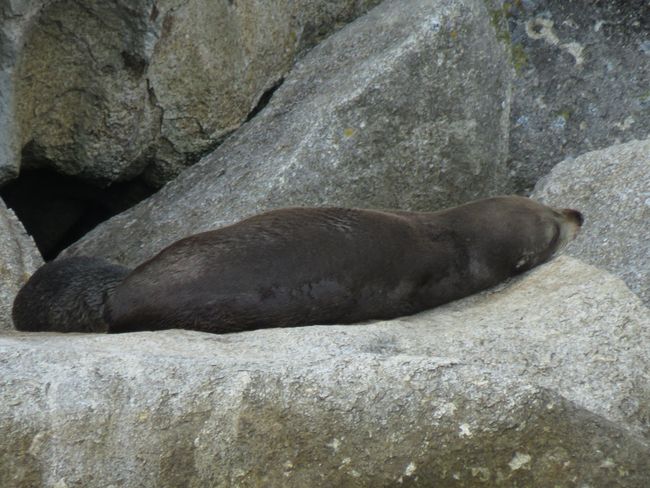 And another seal <3