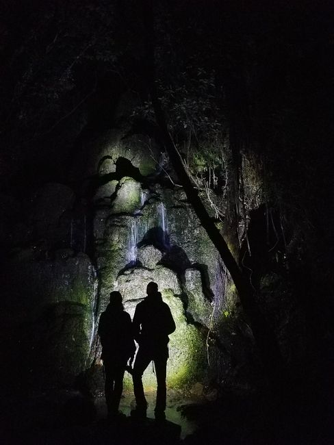 Glühwürmchen Wanderung Rotorua 