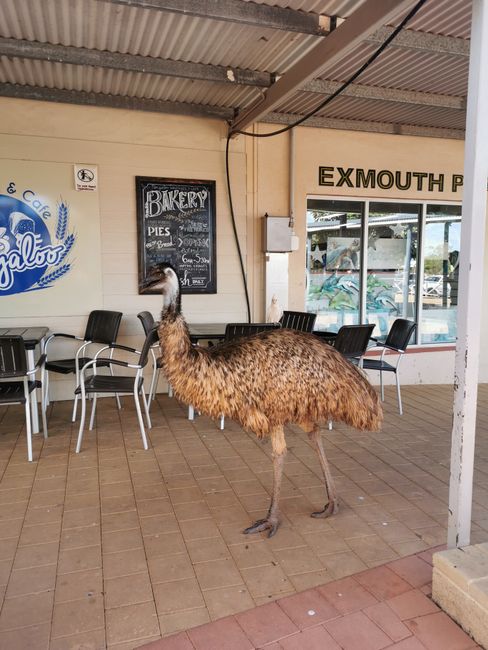 An emu came into town and wanted to snatch food from people's tables😄.