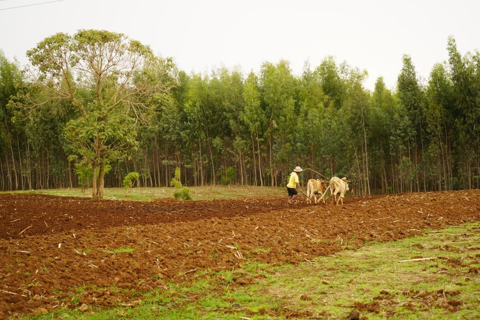Ploughing with oxen