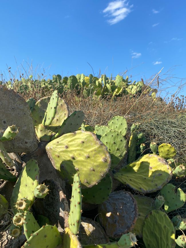 Cacti on the beach