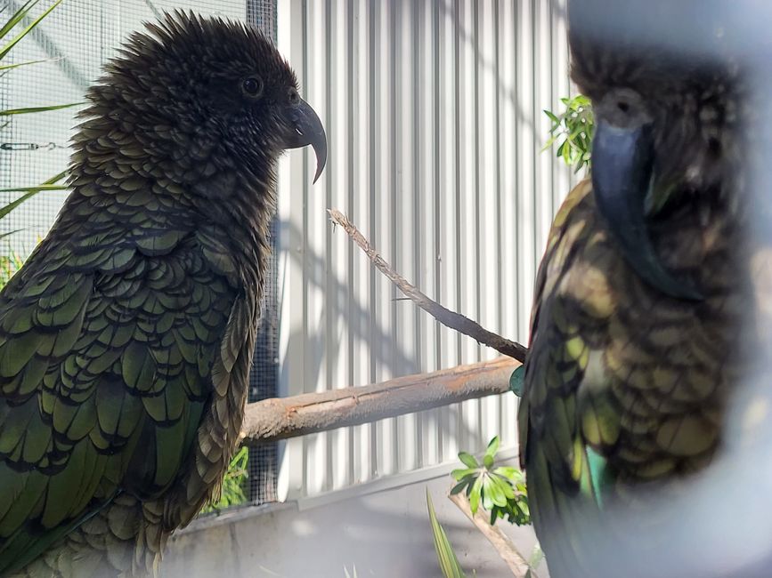 Alpine Papageien in einer Aufzuchtstation in Dunedin