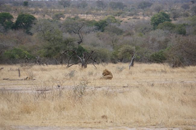 Zurück aus dem Busch - der Kruger Nationalpark