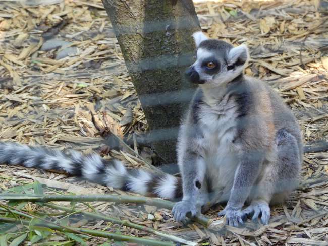 Die Lemure haben gerade zu fressen bekommen als wir dort waren