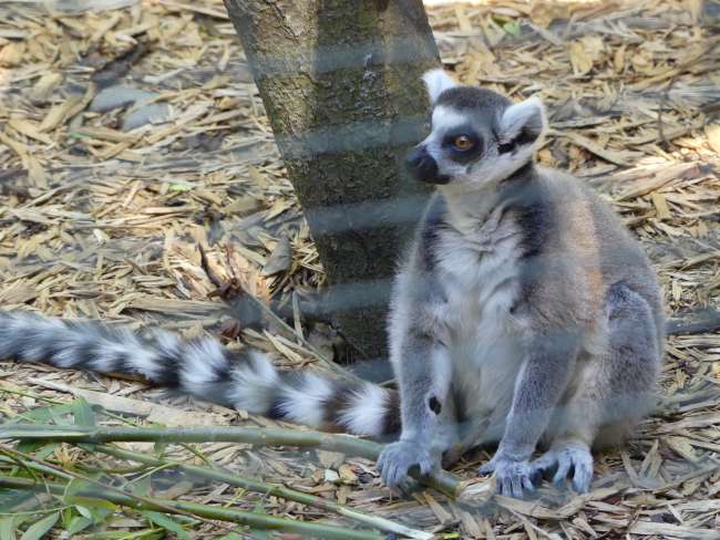 The lemurs were just given food when we were there