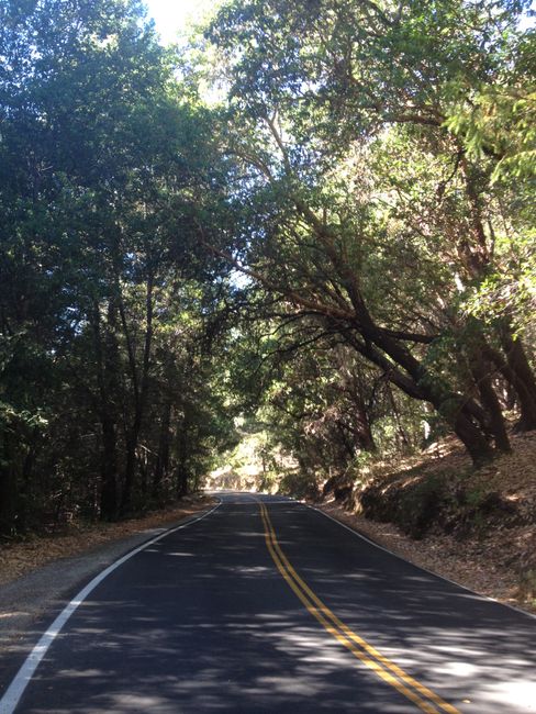 Roadtrippin' West: PCH and the Redwoods