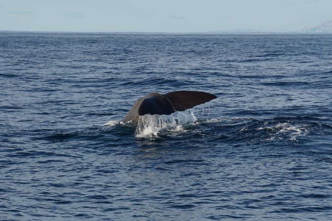 Whale shortly before diving