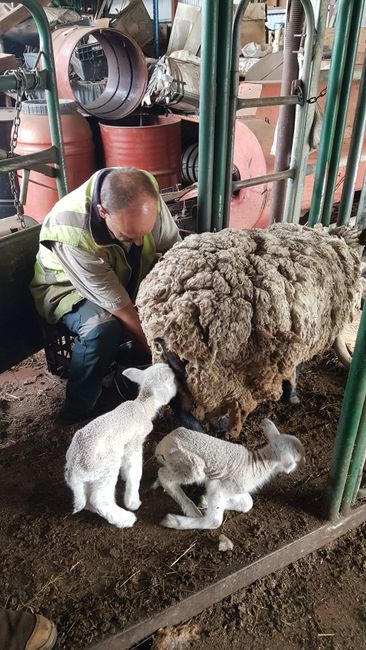 This sheep recently gave birth. We milked the mother to feed the babies with a bottle. 