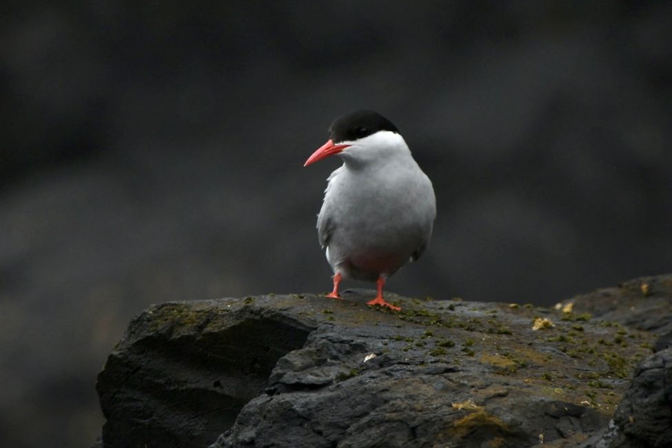 Campbell Islands - Antarctic Tern