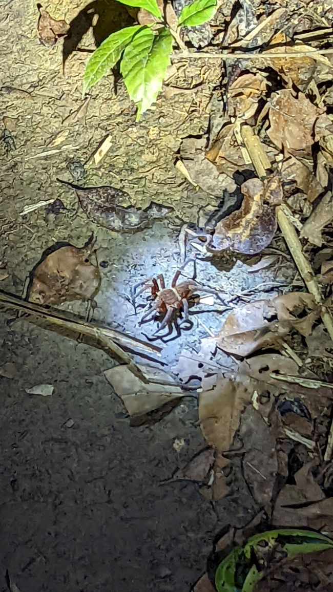 Spidy