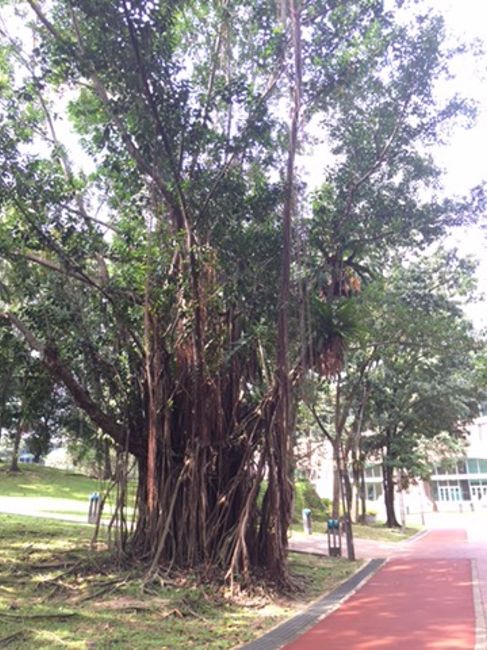 KL ist sehr grün gestaltet und beherbergt vor den Zwillingstürmen eine interessante Baumart: den Indian Rubber Tree