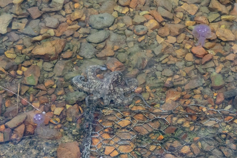 Kleiner Oktopus im Wasser