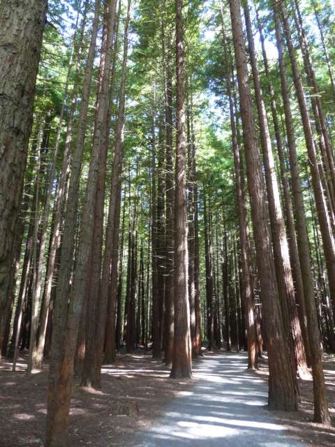The tall Redwood trees in the forest of the same name
