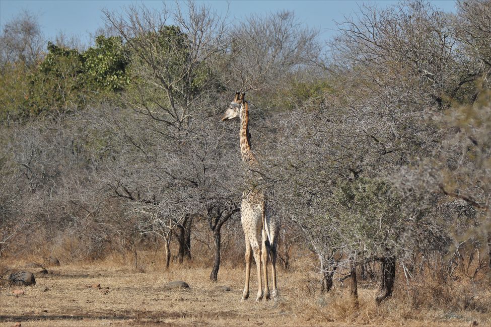Day 18: A garden full of giraffes & back to Johannesburg