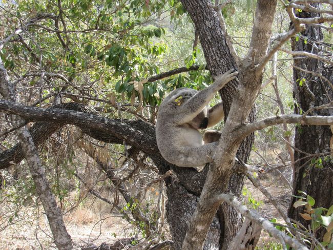 Wild koala on Magnetic Island 