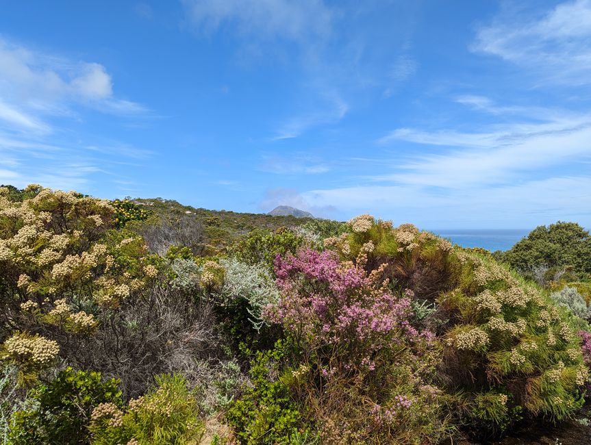 Cape Point Route 165 km