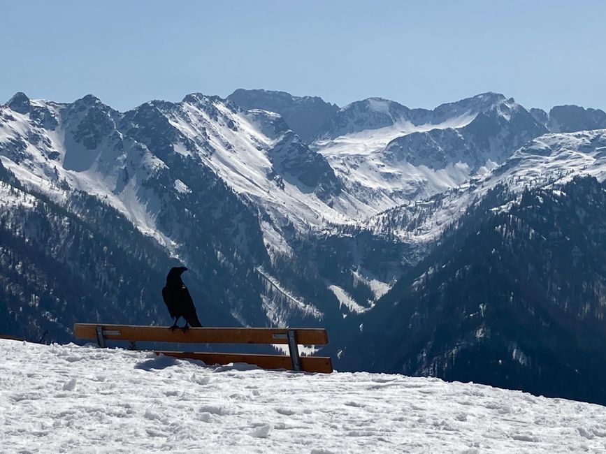Summit crow on Dorfberg, 2114m