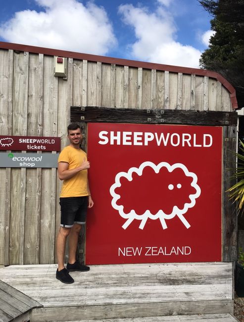 Dumb but Happy - New Zealand Week 8