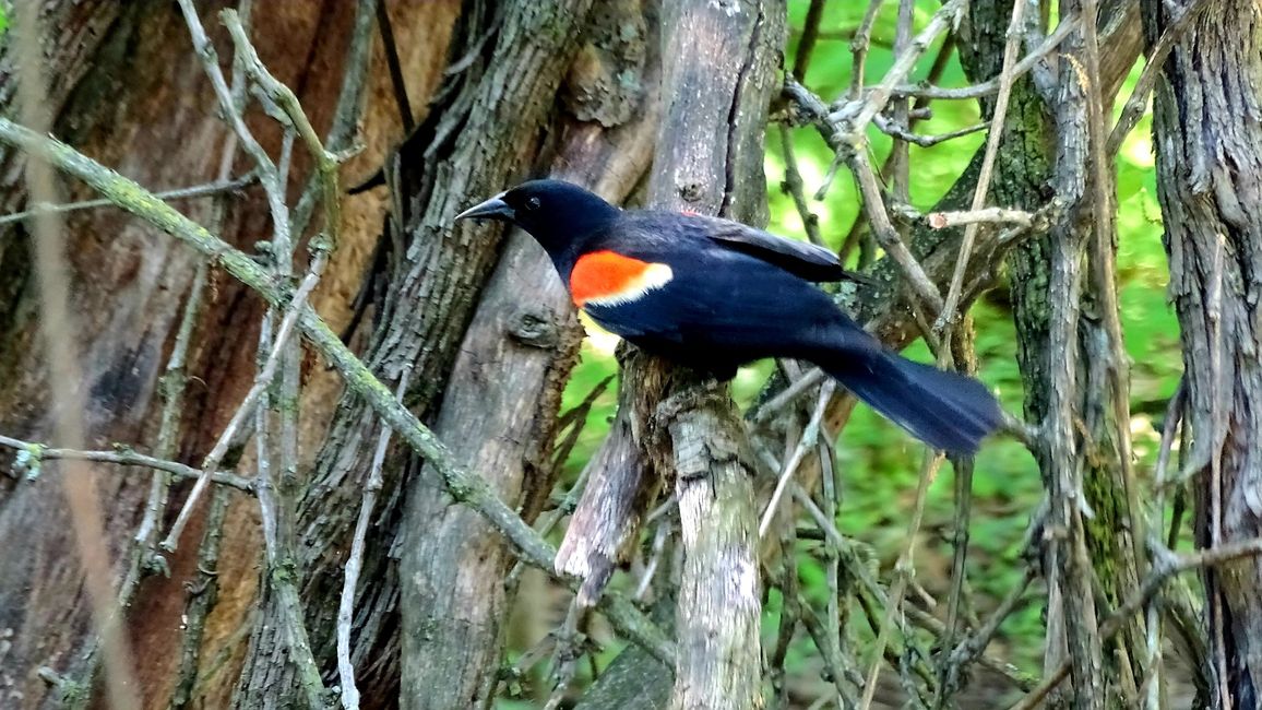 The widespread blackbird